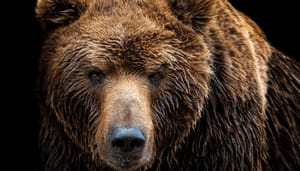 gaan_altcoins_bear_markt_tegemoet_john_bekijkt_bitcoin_cardano_ethereum_en_meer gaan_altcoins_bear_markt_tegemoet_john_bekijkt_bitcoin_cardano_ethereum_en_meer