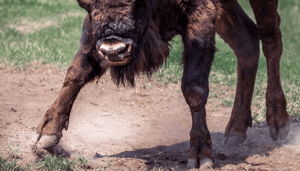 Het gevecht tussen de bitcoin bulls en bears; juli wordt een belangrijke maand