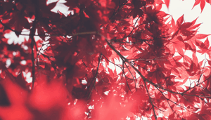 kleurt_de_bitcoin_koers_rood_in_september_john_bekijkt_ethereum_cardano_XRP_solana_holochain