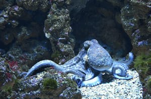 El exchange Kraken quiere lanzar pronto su propio banco