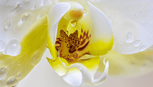 orchid-1 Crypto analyse OXT: Orchid koers steeg hierdoor met 5%