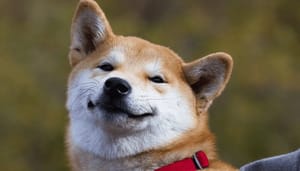 De hond achter meme-coin dogecoin is ziek