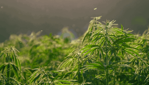 Voor ‘t zelfde geld: Wordt deze Nederlandse crypto het betalingsmiddel voor de cannabismarkt