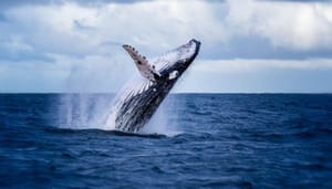 whale-bitcoin-kopen Grootste Bitcoin Whale Kocht Afgelopen 3 Dagen $24,9 miljoen BTC
