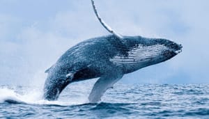 Bitcoin whales slaan in: grote beurs ziet laagste voorraad in 9 jaar Bitcoin whales slaan in: grote beurs ziet laagste voorraad in 9 jaar