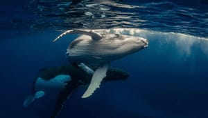 ApeCoin (APE) razend populair onder ethereum whales