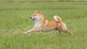Shiba-Inu-Hond Shiba Inu investeerder loopt miljoenenwinst mis door simpele fout