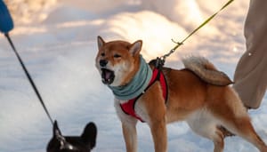 Shutterstock_1914735886 Schrikbarend percentage Shiba Inu bezitters staan momenteel op verlies
