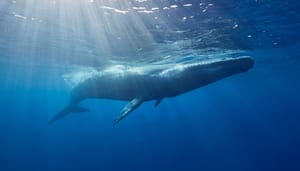 Bitcoin-whale bitcoin-whales-BTC-santiment
