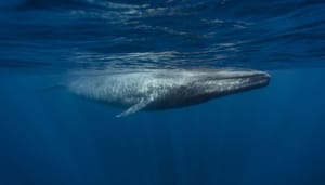Mysterieuze crypto whale koopt €77 miljoen aan grote altcoin