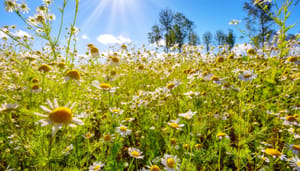 summer-time-for-bitcoin Zomer is de perfecte tijd om crypto te kopen, volgens expert