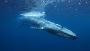 crypto-whale-sells-everything Crypto-token crasht, grootste bezitter verkoopt alles wat hij heeft