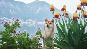 fake-shiba-inu-token Pas op: neppe cryptomunt van Shiba Inu in omloop