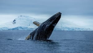 bitcoin-whales-cause-crash Enorme bitcoin bezitters verkopen, mogelijke oorzaak van crash