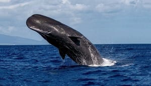 groei bitcoin whales 3,5% Bitcoin whales vergroten hun dominantie met opvallende groei