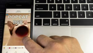 Popcat crypto Solana crypto stormt top 100 binnen, wat is ‘popcat’?
