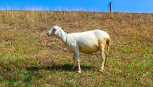 goatseus maximus new ath Memecoin GOAT bereikt record, maar wees gewaarschuwd
