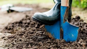 Zo scoor je tot €2.000 subsidie voor een groene tuin in 2025 Zo scoor je tot €2.000 subsidie voor een groene tuin in 2025