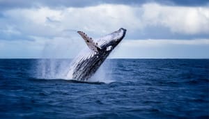 Een enorme bultrug die uit het water springt, representatief voor een bitcoin whale die na jaren weer ontwaakt Een enorme bultrug die uit het water springt, representatief voor een bitcoin whale die na jaren weer ontwaakt