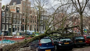 Foto van omgevallen boom in Amsterdam Klimaatschade daalt met miljoenen - Verzekeraars slaan alarm over toekomstÂ
