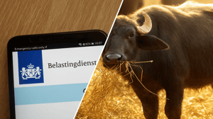 Buffelboete Belastingdienst schrapt mogelijk 'buffelboete' voor 800.000 Nederlanders