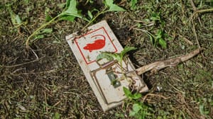 Een afbeelding van een muizenval die is verborgen in het gras Een afbeelding van een muizenval die is verborgen in het gras