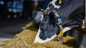 boeren-nederland Zoveel hebben Nederlandse boeren dit jaar gemiddeld verdiend