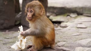 Een afbeelding van een baby makaak, een aapje die aan het eten is Een afbeelding van een baby makaak, een aapje die aan het eten is