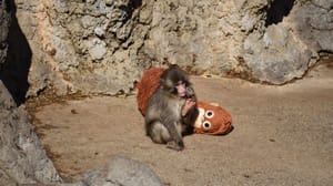 Een afbeelding van de beroemde makaak Punch met zijn knuffel Orang Oetan in een apenreservaat in een Japanse dierentuin