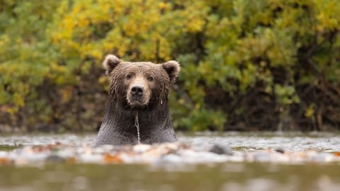 Dit is de langste bearmarkt in jaren, maar het is nog niet erg genoeg