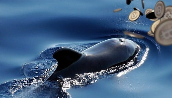 bitcoin_whale_verplaatst_ruim_214_miljoen_dollar_aan_bitcoin_voor_slechts_4_dollar_aan_transactiekosten