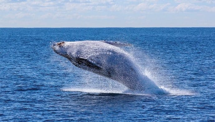 wallet-analyse_suggereert_dat_enorme_bitcoin_whale_klaar_is_met_het_verkopen_van_BTC