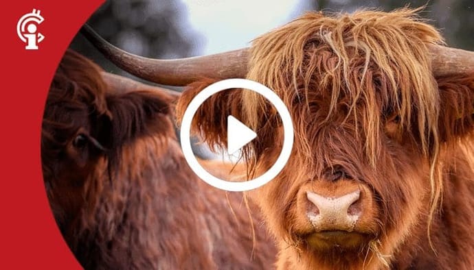 Marktupdate 13-08-21: Bitcoin bulls vechten terug! Deze altcoin profiteert mogelijk het eerst