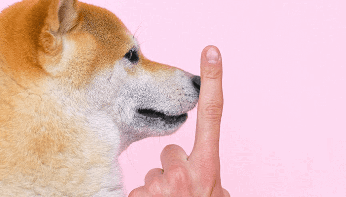 27% van alle dogecoins (DOGE) zijn in handen van 1 adres, zegt Binance CEO Changpang Zhao