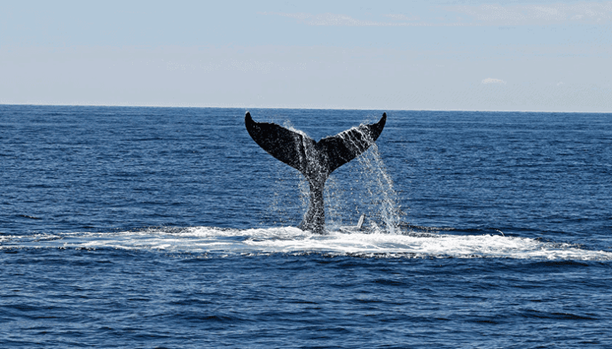 Aantal XRP whales neemt sterk af, Ripple medeoprichter Jed McCaleb verkocht meer dan $400 miljoen XRP