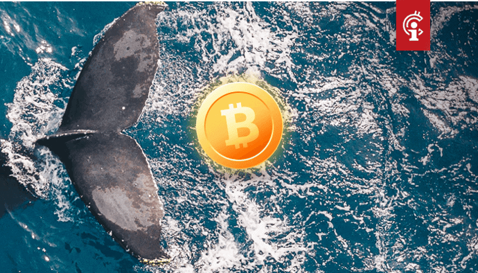 Aantal bitcoin whales staat het hoogst in 4 jaar terwijl BTC op exchanges blijft afnemen