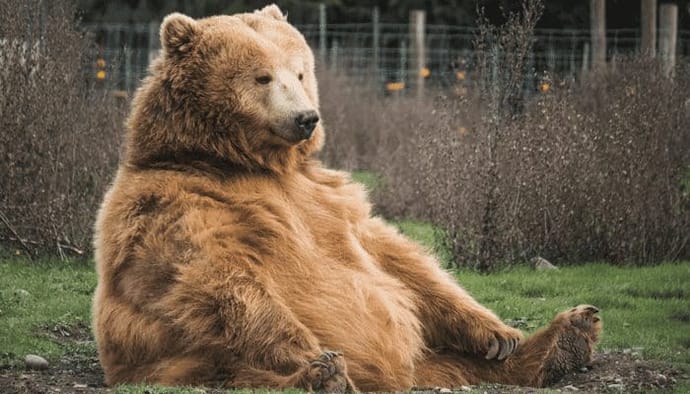 Bitcoin (BTC) bear op de loer? Grote Chinese miner verwacht dat bearmarkt dit jaar nog kan inzetten