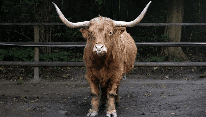 Bitcoin (BTC) bull case Aantal financiële adviseurs dat investeert in bitcoin zal in 2021 verdubbelen