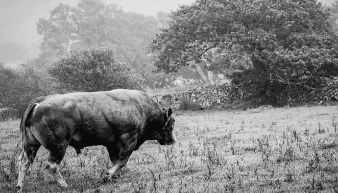 Bitcoin (BTC) bulls herpakken zich en trotseren de $40k, maar houden ze stand Cardano (ADA) stijgt hard