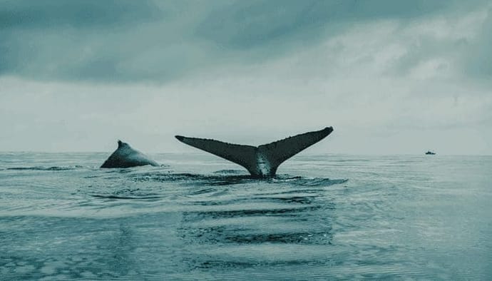 Bitcoin_(BTC)_heeft_nog_moeite_met_$50.000,_maar_whales_zijn_aan_het_accumuleren,_is_een_uitbraak_nabij