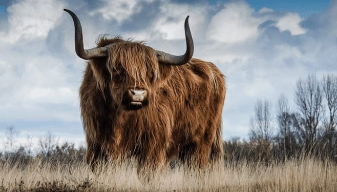 Bitcoin (BTC) naar $40.000 is aannemelijker en correcties passen in duurzame bullmarkt