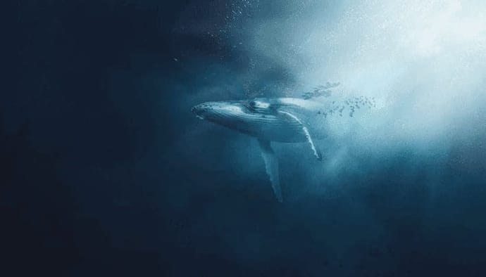 'Bitcoin (BTC) whales blijven BTC opkopen,' valt deze analist op