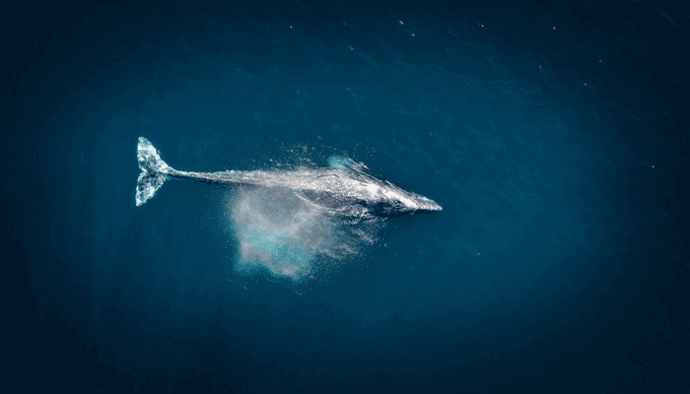 Bitcoin (BTC) whales blijven massaal inkopen, duidt dat op een koersstijging of is een correctie waarschijnlijker