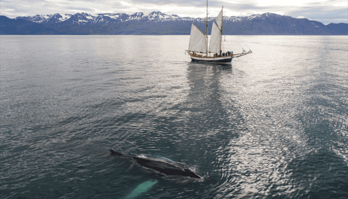 Bitcoin (BTC) ziet enorme stijging van whales die dumpen, maar een nog grotere stijging van instituties die investeren