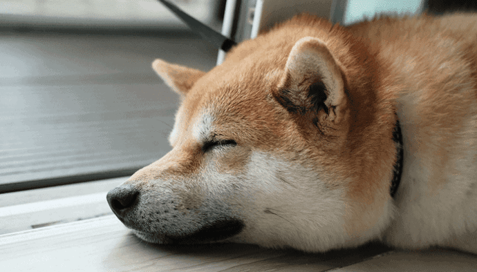 Bitcoin consolideert, meeste altcoins licht in het rood, Chiliz en Dogecoin spin-off Shiba Inu stijgen flink