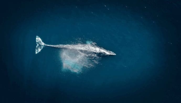 Bitcoin whales sloegen groots BTC in tijdens crash afgelopen week, meldt Chainalysis onderzoek