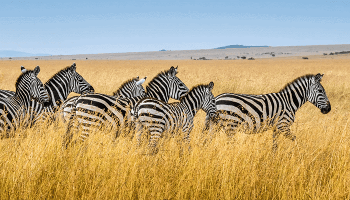 Cardano (ADA) gaat in oktober bij meerdere Afrikaanse landen op bezoek, wat gaan ze doen
