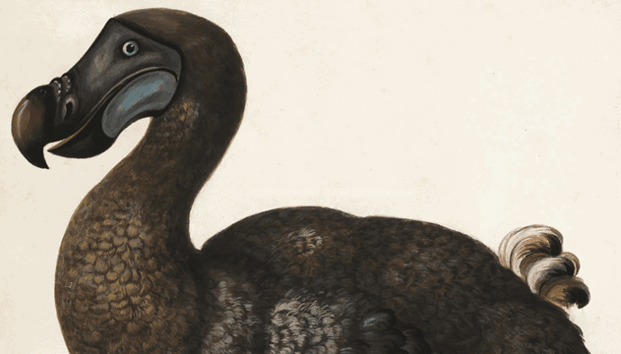 DODO, een gedecentraliseerde exchange, getroffen door hack Miljoenen dollars verdwenen