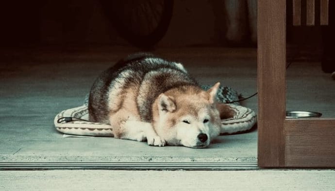 Dogecoin (DOGE) eindigt DogeDay met staart tussen de benen, daalt 33%