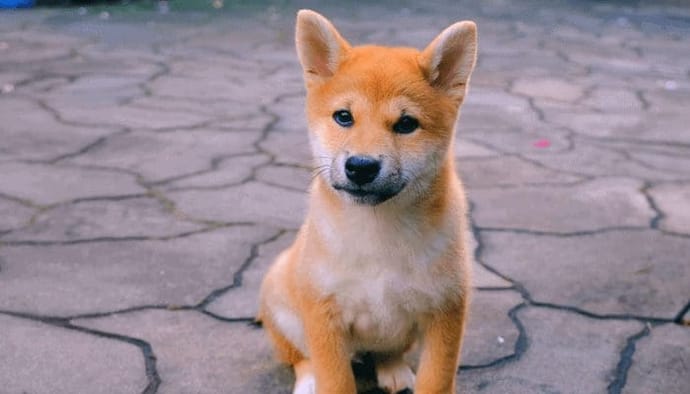 Dogecoin (DOGE) kloon Floki Inu (FLOKI) stijgt explosief nadat Elon Musk een foto van zijn hond deelt